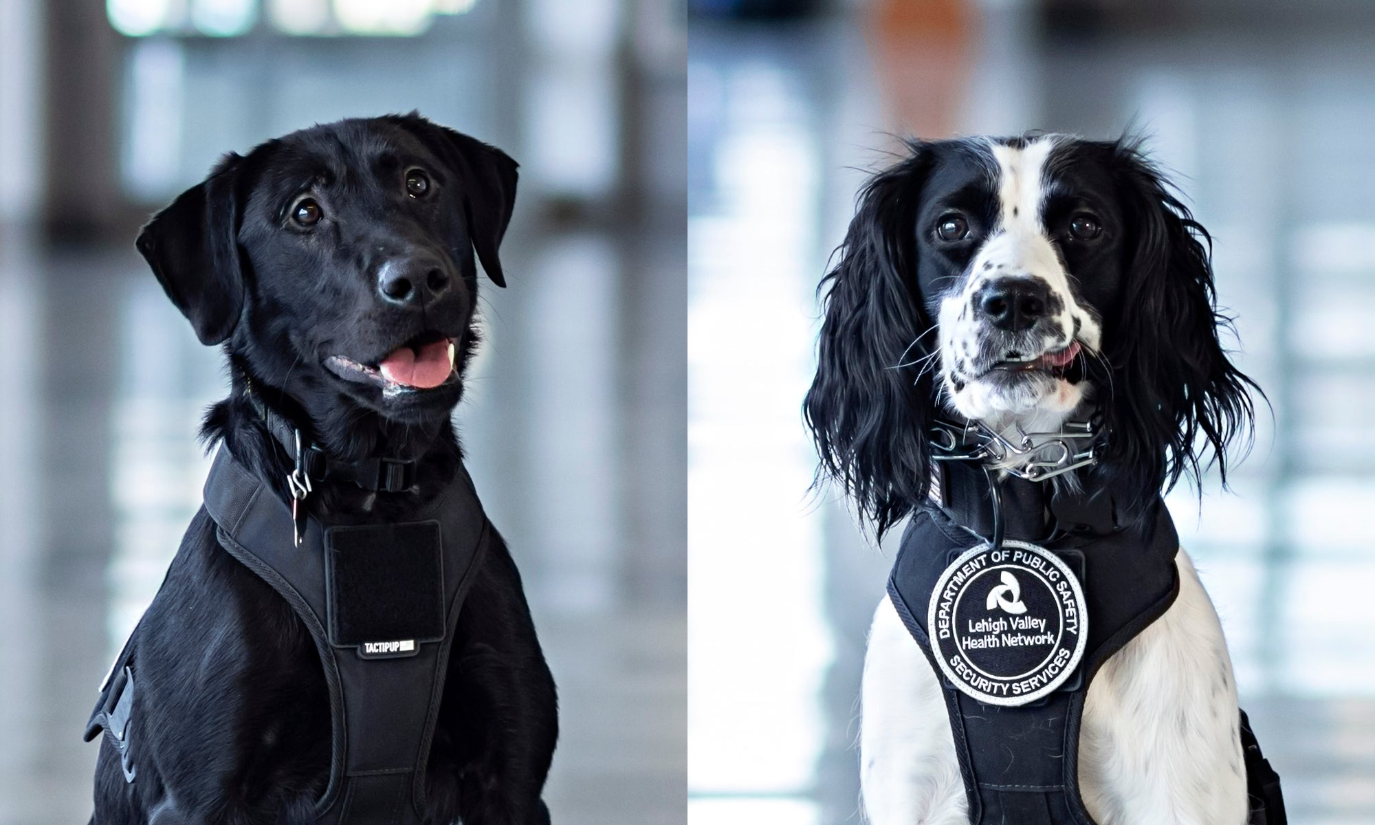 LVHN Introduces Weapon Detecting K-9s | Lehigh Valley Health Network